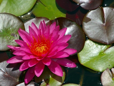 Lily Pads, Balboa Park, San Diego